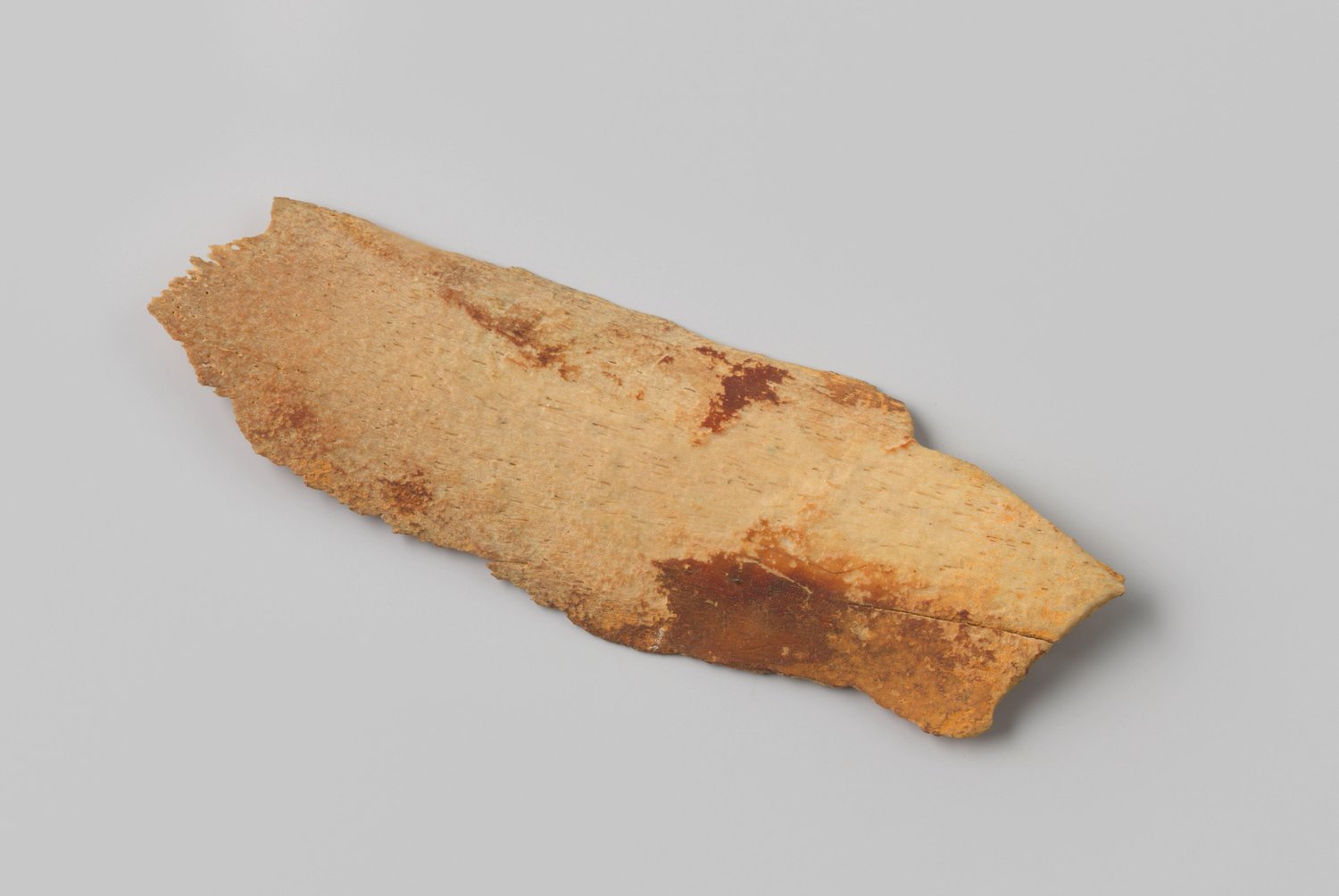 Fragment rib van een rund uit het wrak van de Oost-Indiëvaarder Hollandia