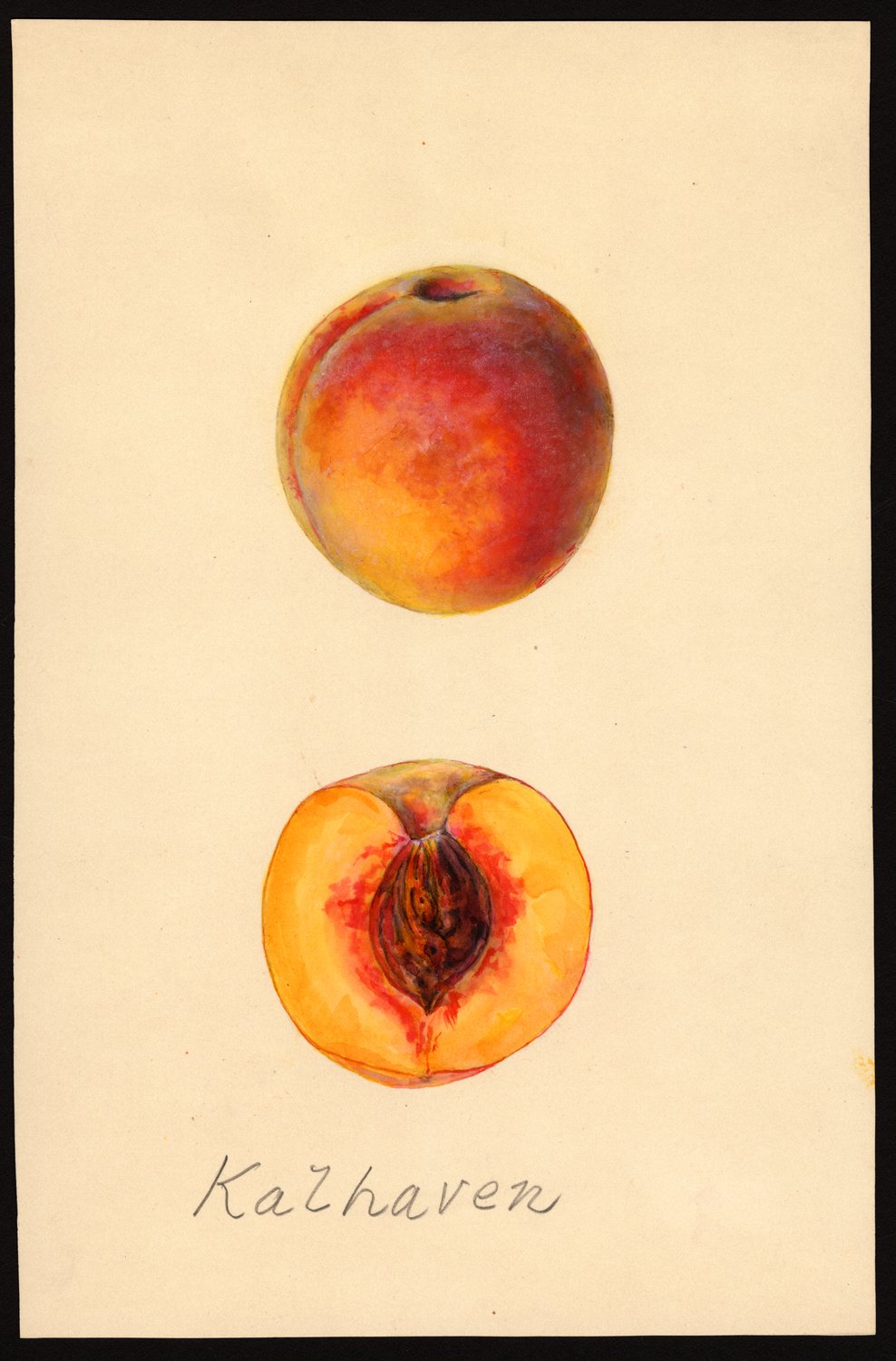 USDA Pomological Watercolor Collection — Plate 5522