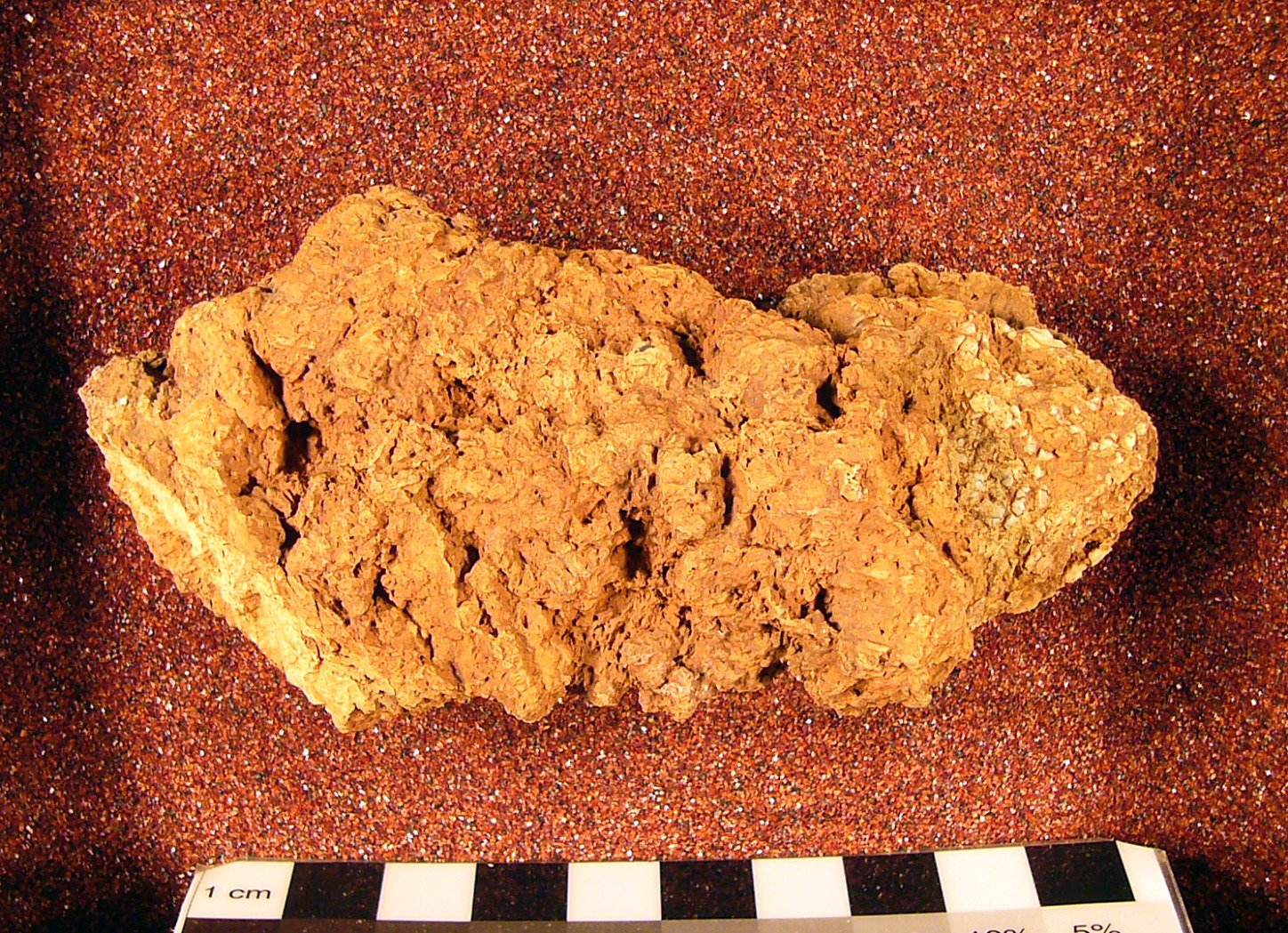 Pantylus sp