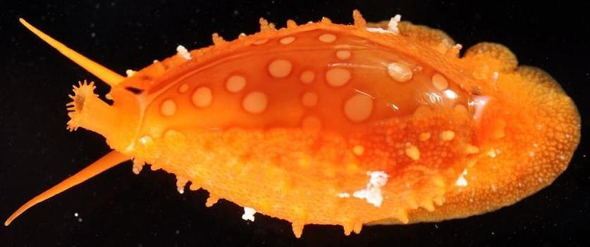 Cribrarula cumingii