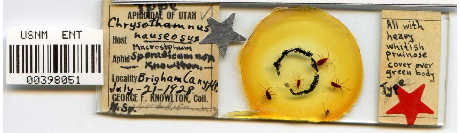 Macrosiphum sporadicum