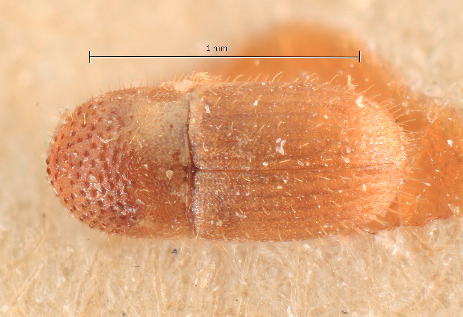 Hypocryphalus mindoroensis