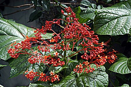 Clerodendrum thomsoniae Balf.