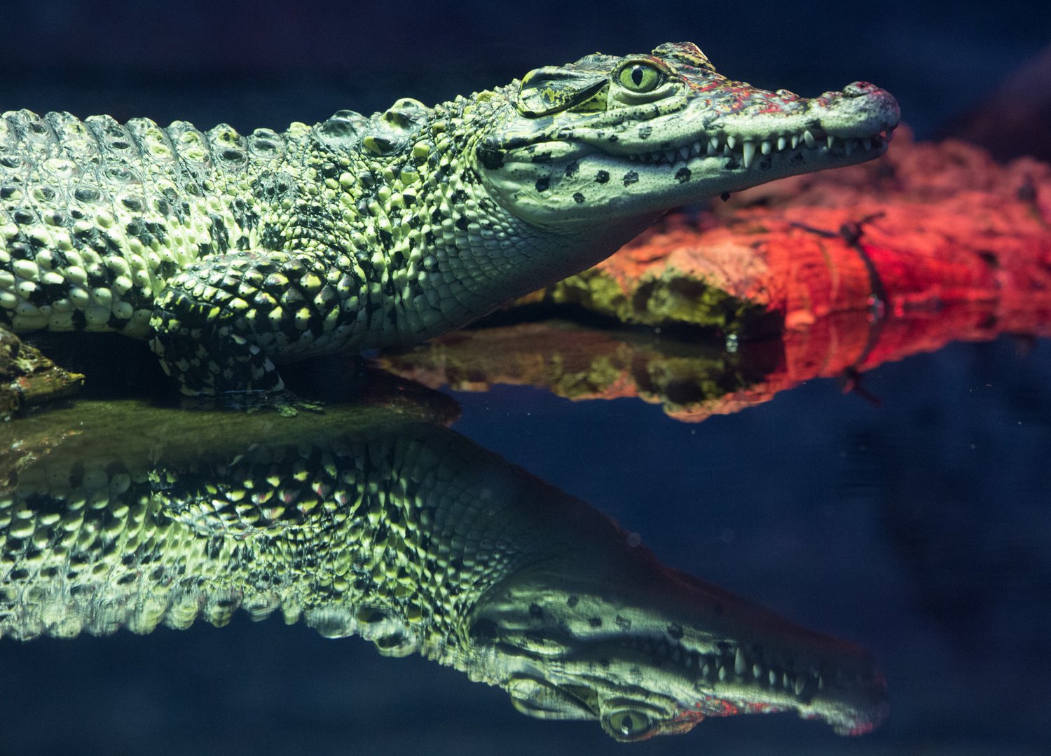 Cuban Crocodile