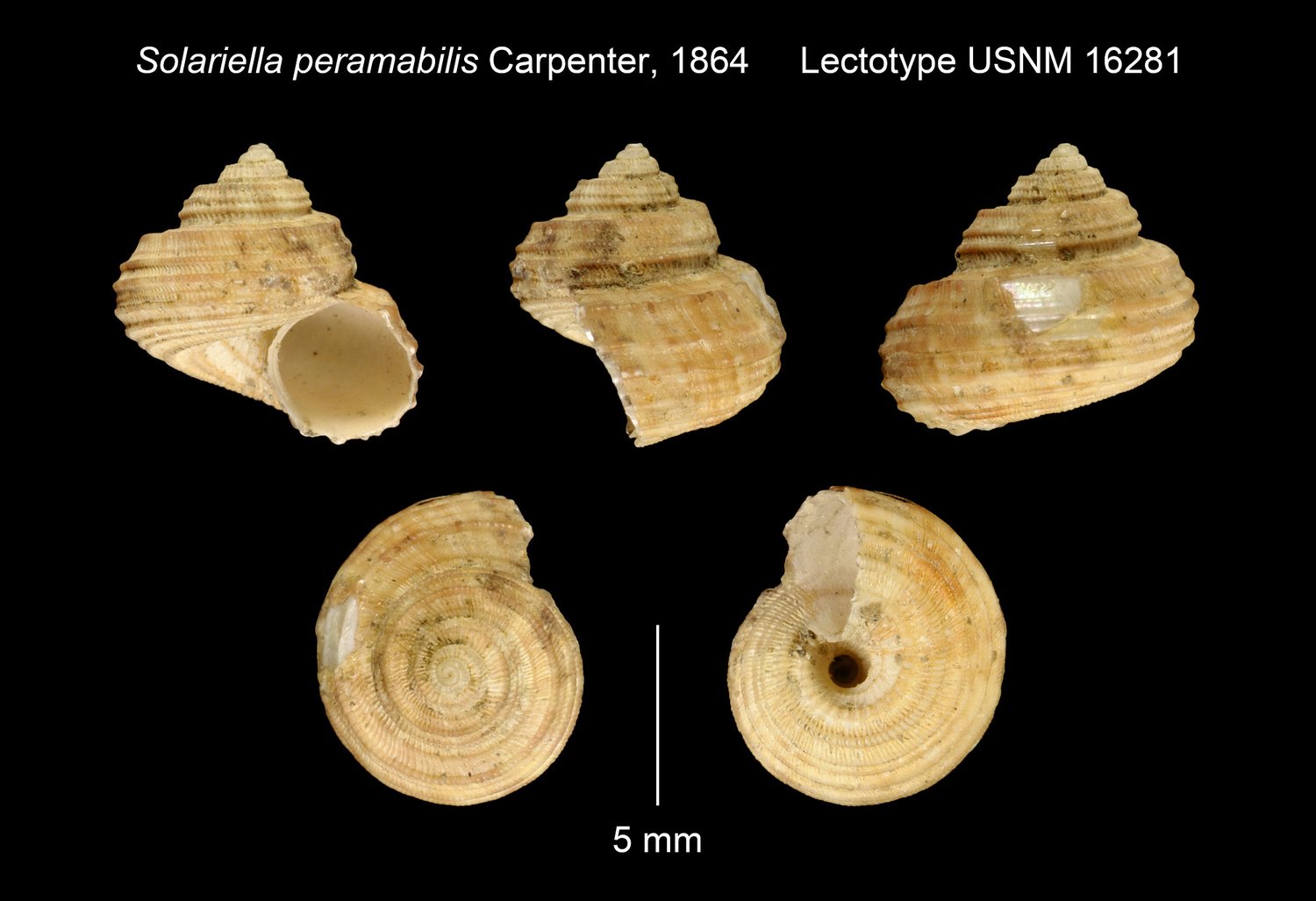 Solariella peramabilis