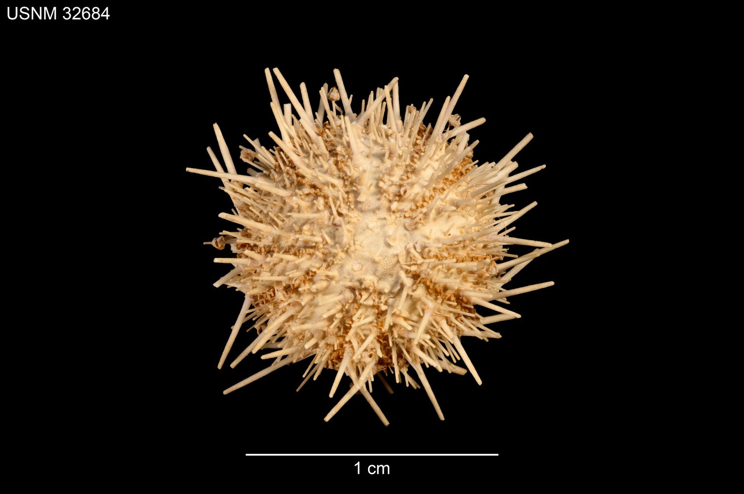 Lytechinus anamesus